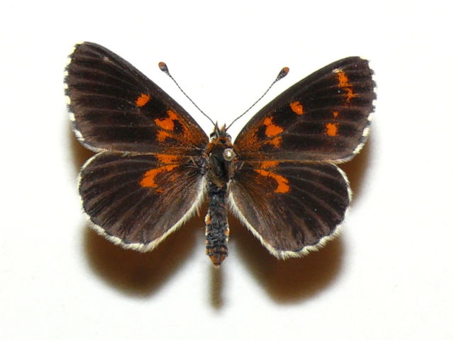 Melitaea trivia (lesser spotted fritillary aberration) Internet Image property of respective owner, non-commercial use only